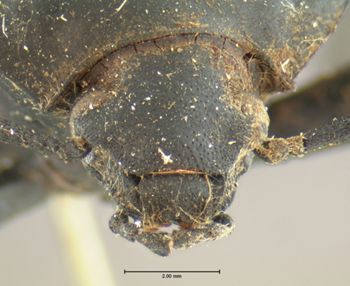 Media type: image;   Entomology 4579 Aspect: head frontal view